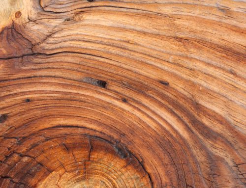 堅木および集成材フローリングに使用される木材種トップ10